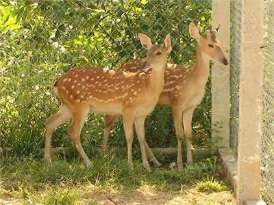 Hươu giống mới về