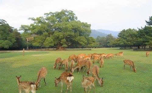 • Sau khi giao hàng, công ty sẽ tiếp tục hỗ trợ khách hàng trong việc chăm sóc và nuôi dưỡng hươu giống. Nhân viên kỹ thuật của công ty sẽ tư vấn và hướng dẫn chi tiết cho khách hàng về cách chăm sóc hươu giống, từ chế độ dinh dưỡng đến xử lý các vấn đề về sức khỏe.  Nhờ chính sách giao hàng tận tâm và chuyên nghiệp, Công ty Nhung Hươu Việt đảm bảo hươu giống đến tay khách hàng trong điều kiện tốt nhất, tạo tiền đề cho quá trình nuôi dưỡng thành công.