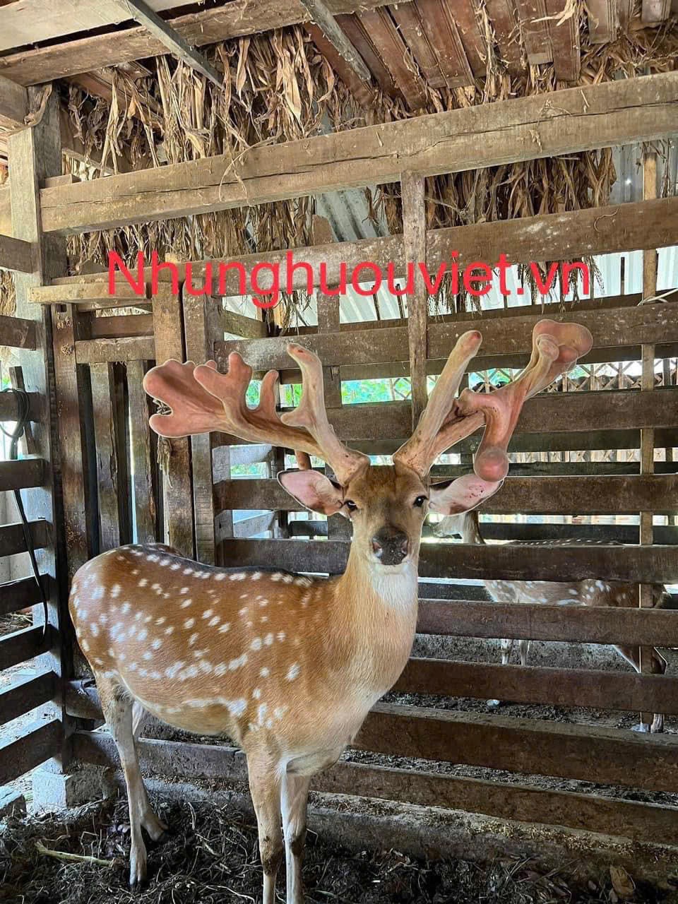 • Sau khi giao hàng, công ty sẽ tiếp tục hỗ trợ khách hàng trong việc chăm sóc và nuôi dưỡng hươu giống. Nhân viên kỹ thuật của công ty sẽ tư vấn và hướng dẫn chi tiết cho khách hàng về cách chăm sóc hươu giống, từ chế độ dinh dưỡng đến xử lý các vấn đề về sức khỏe.  Nhờ chính sách giao hàng tận tâm và chuyên nghiệp, Công ty Nhung Hươu Việt đảm bảo hươu giống đến tay khách hàng trong điều kiện tốt nhất, tạo tiền đề cho quá trình nuôi dưỡng thành công.