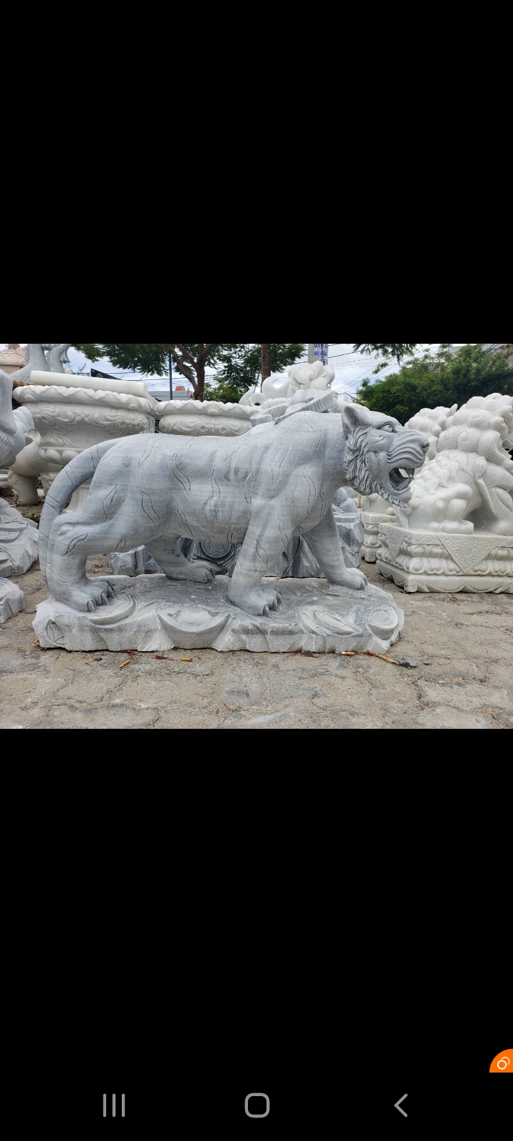 cọp