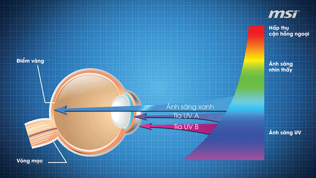 VAI TRÒ CỦA ÁNH SÁNG VỚI THỊ GIÁC