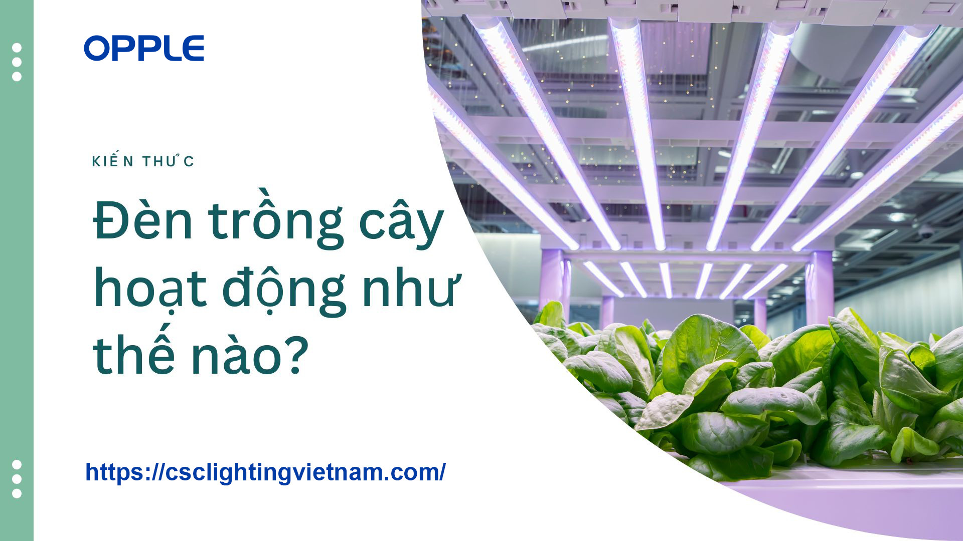 ĐÈN TRỒNG CÂY HOẠT ĐỘNG THẾ NÀO?