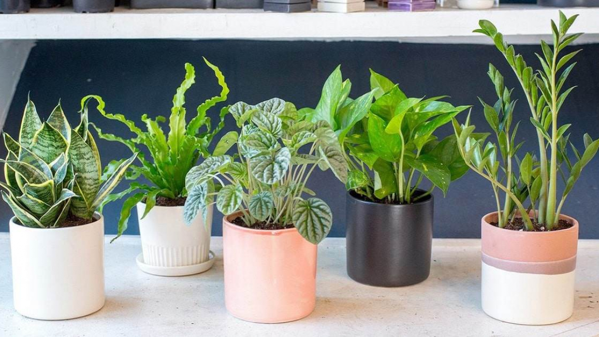 Nên thuê cây cảnh cho tuổi Canh Dần ở đâu thì chất lượng?