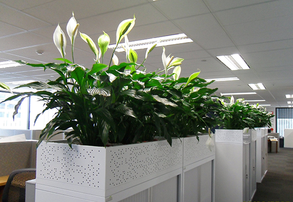 Mệnh mộc hợp cây gì? Tổng hợp 5 loại cây hợp với gia chủ mệnh mộc