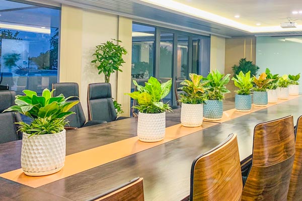 Mệnh hỏa hợp cây gì? Tổng hợp 5 loại cây hợp với gia chủ mệnh hỏa