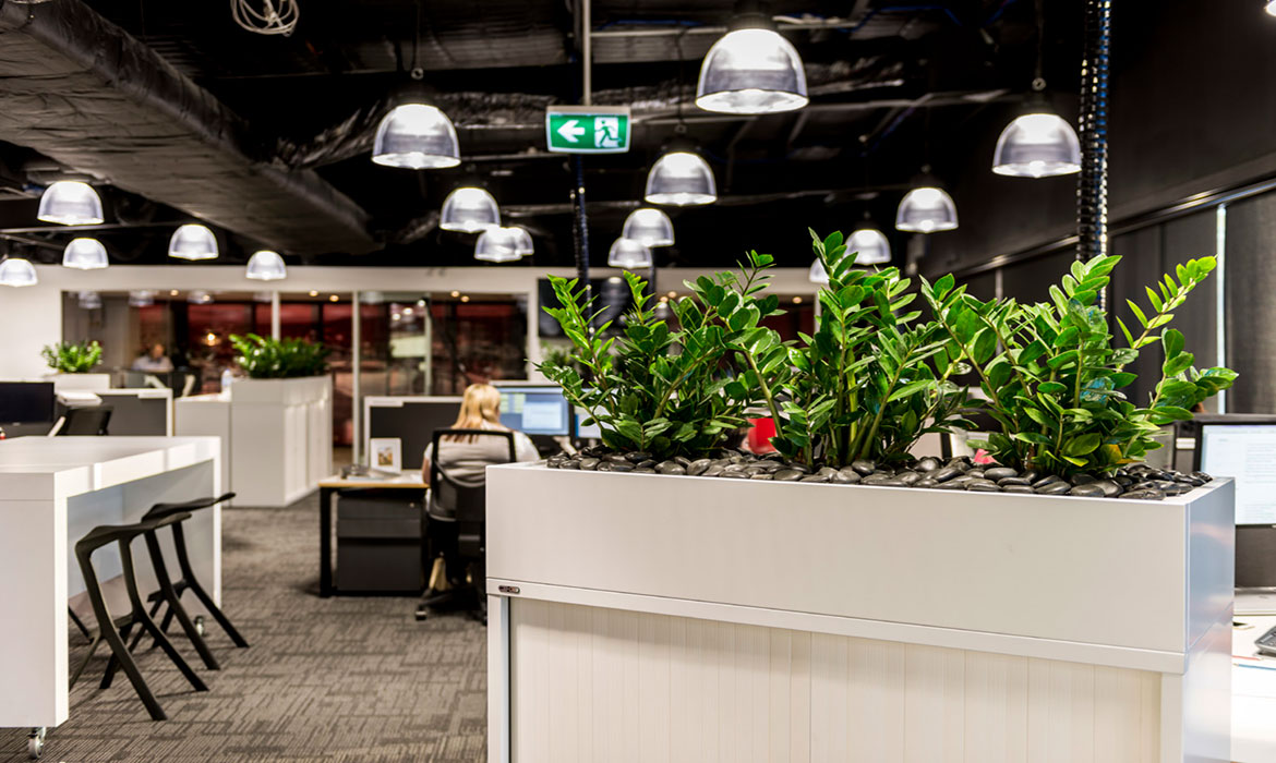 Cây bạch mã hoàng tử - Thông tin chi tiết về loài cây này và nơi cho thuê cây bạch mã hoàng tử chất lượng, uy tín