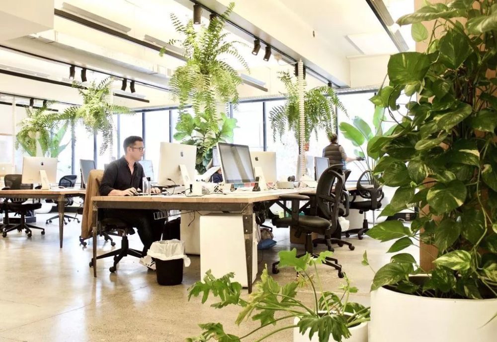 Dịch vụ thuê cây cảnh tốt cho năm 2022 giá rẻ, chất lượng tại TP Hồ Chí Minh 