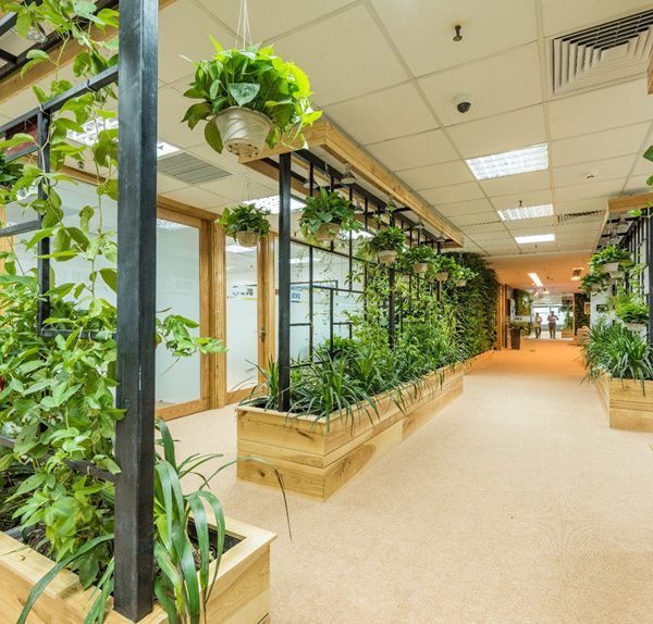 Mệnh Hỏa hợp cây gì? Mách bạn 4 cây hợp với người mệnh Hỏa