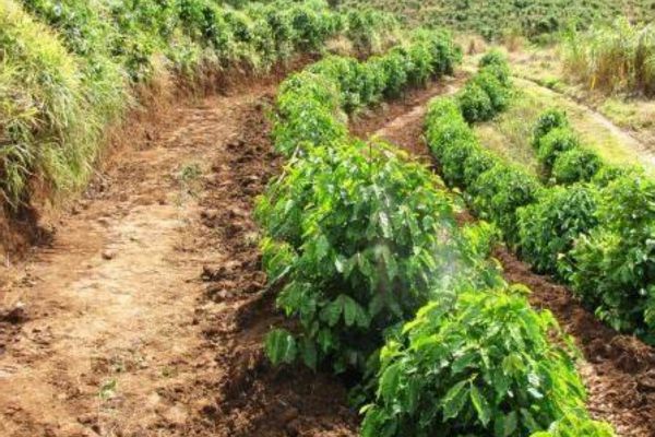 Kỹ thuật xử lý đất trồng cà phê cho cây phát triển tốt