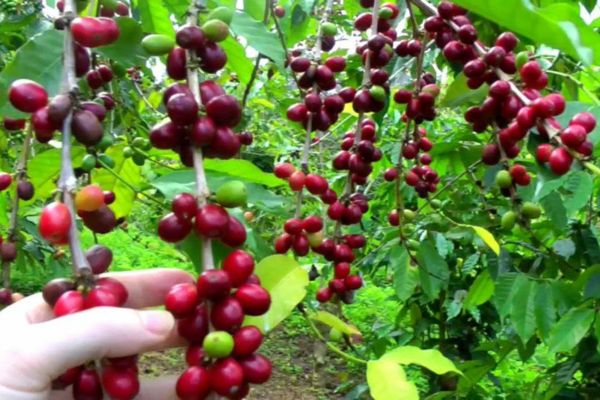 Các loại bệnh trên cây cà phê thường gặp nhất