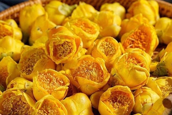 Các loại giống trà hoa vàng nổi bật ở Việt Nam