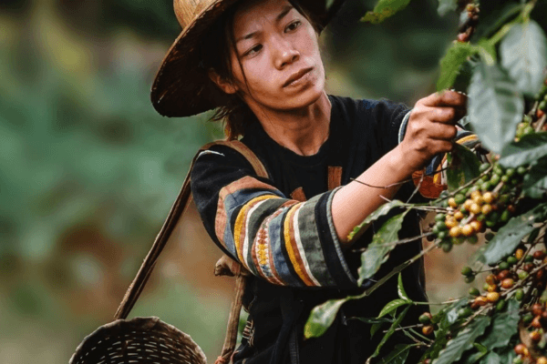 Mùa thu hoạch cà phê ở Việt Nam là mùa nào?
