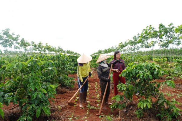 Cách chăm sóc cà phê mới trồng cho cây xanh tốt và cứng cáp