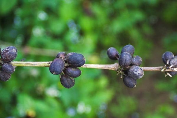 Nguyên nhân và cách ngăn ngừa bệnh táo đỏ trên cây cà phê