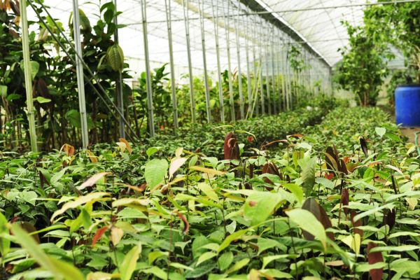 Phương pháp nhân giống trà hoa vàng cho cây phát triển tốt