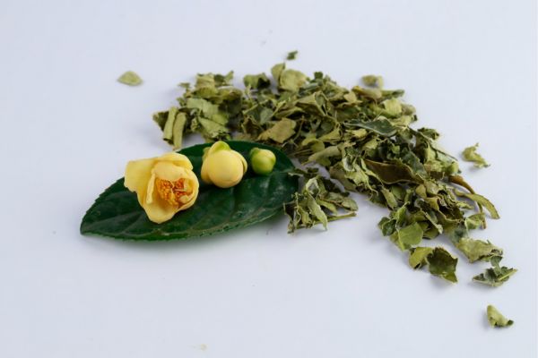 Khám phá cách dùng và công dụng tuyệt vời của lá trà hoa vàng