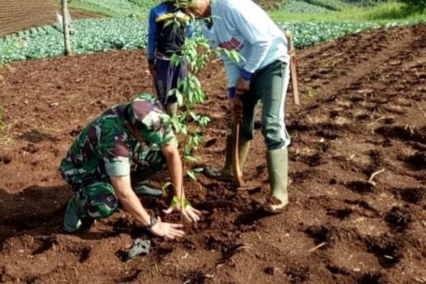 Cách trồng cây cà phê đúng kỹ thuật cho năng suất cao