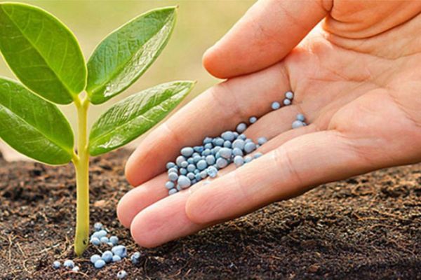 Bón lân cho cà phê vào thời điểm nào để cây phát triển mạnh mẽ