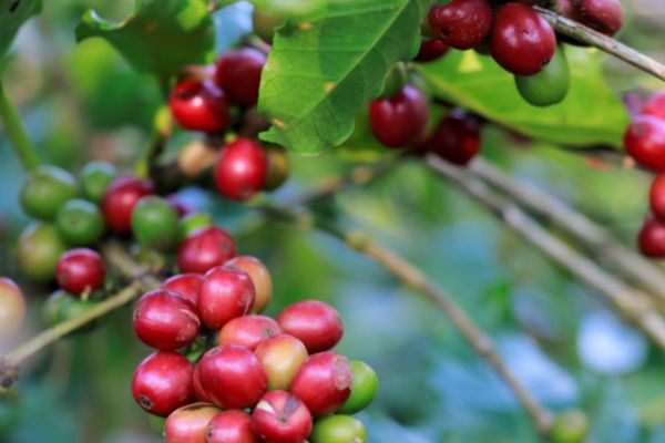 Tìm hiểu về cà phê Arabica Khe Sanh - Quảng Trị