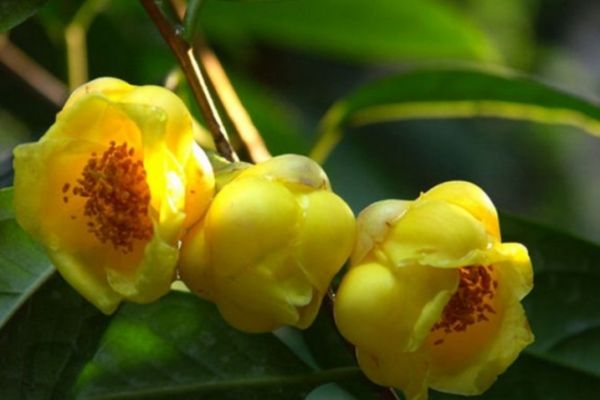 Trà hoa vàng Hakoda - Dược liệu quý cần được bảo tồn