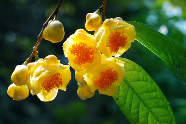 Trà hoa vàng Tam Đảo - “Hoa Hậu” của các loại trà
