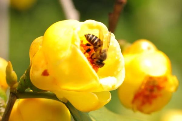 Khám phá những giá trị quý của trà hoa vàng trong y học chữa bệnh