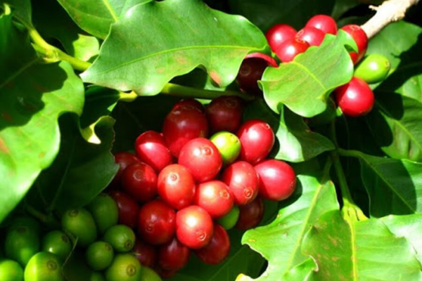 Giống cà phê Arabica phổ biến tại Việt Nam
