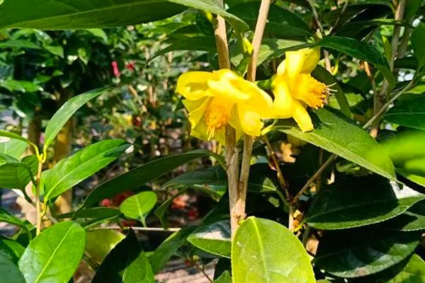 Phương pháp chăm sóc cây trà hoa vàng đạt chuẩn chất lượng