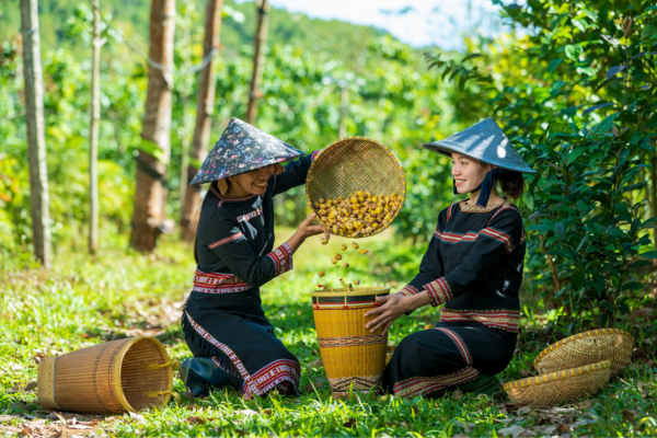 Tìm hiểu về kỹ thuật hái trà hoa vàng cho chất lượng tốt nhất