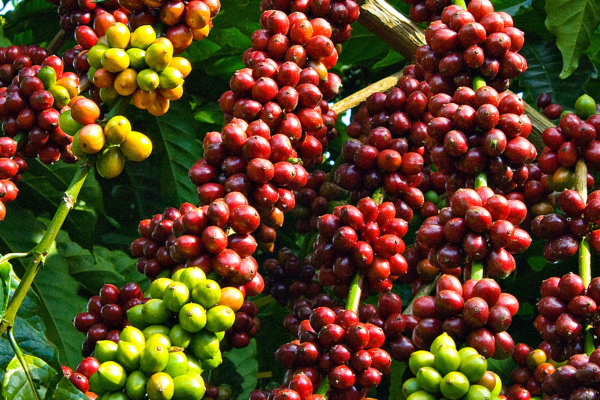 Robusta - Hương vị cà phê đậm đà khó cưỡng