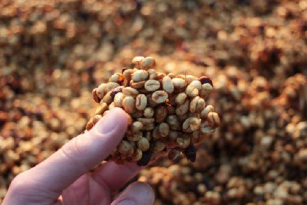 Khám phá sự độc đáo của phương pháp chế biến cà phê honey