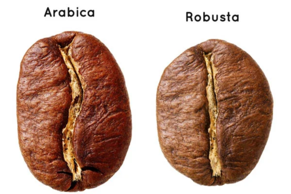 Arabica và Robusta -  2 dấu ấn hương vị độc đáo