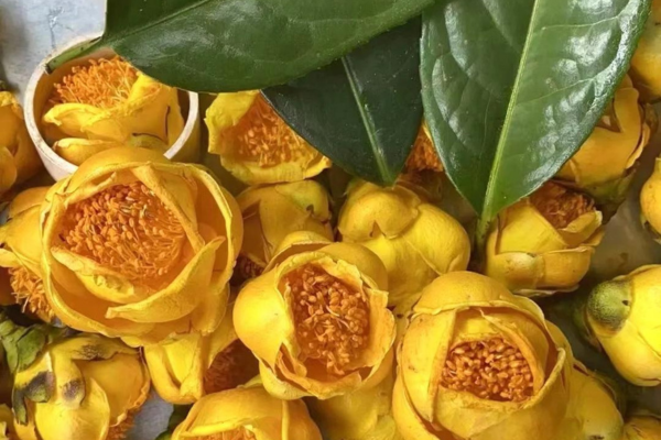 Cây trà hoa vàng - Dược liệu “vàng” cho sức khỏe
