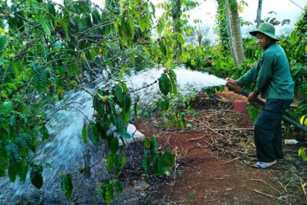 Kỹ thuật chăm sóc cà phê sau khi thu hoạch chuẩn nhất
