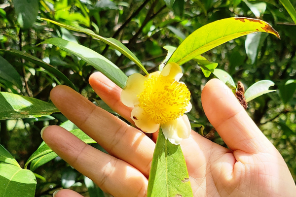 Trà hoa vàng Thạch Châu - Quà tặng cho sức khỏe từ xứ sở Đà Lạt