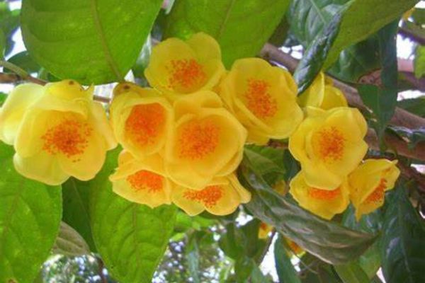 Giống trà hoa vàng Cúc Phương - Dược liệu sánh ngang với “vàng”