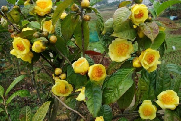 Đặc điểm hình thái và giá trị của trà hoa vàng cuống tím