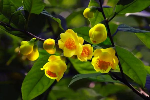 Trà hoa vàng - Loại trà mệnh danh “vàng