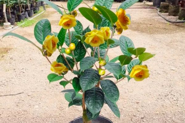 Hướng dẫn trồng cây trà hoa vàng làm cảnh bằng chậu