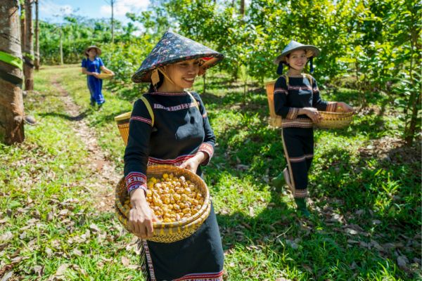 Khám phá vùng nguyên liệu Trà Hoa Vàng Daigan tại Gia Lai