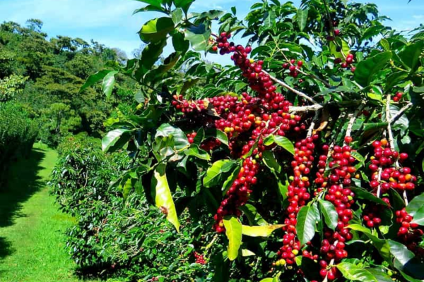 Cà phê Robusta Gia Lai