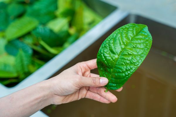 Lá trà hoa vàng có uống được không?
