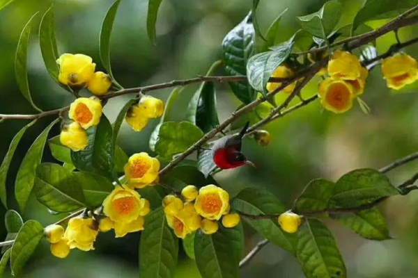 Nguồn gốc của Trà Hoa Vàng