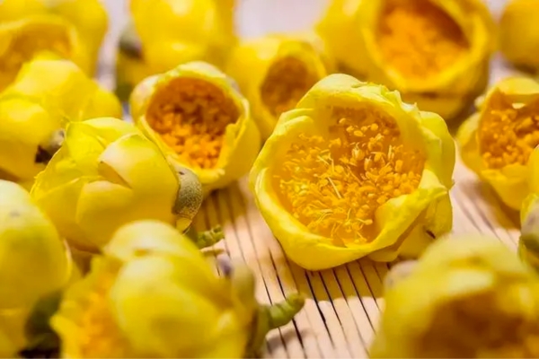 Trà hoa vàng mang lại giá trị nghiên cứu trong ngàng dược học