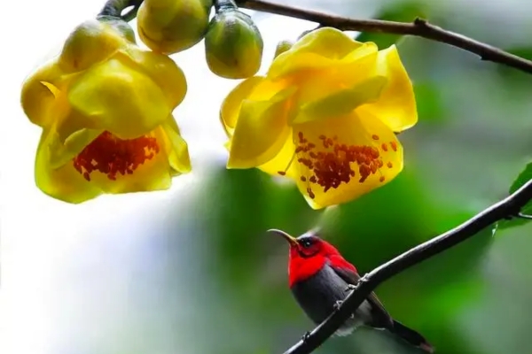 Uống trà hoa vàng giúp phái đẹp chống lại lão hoá