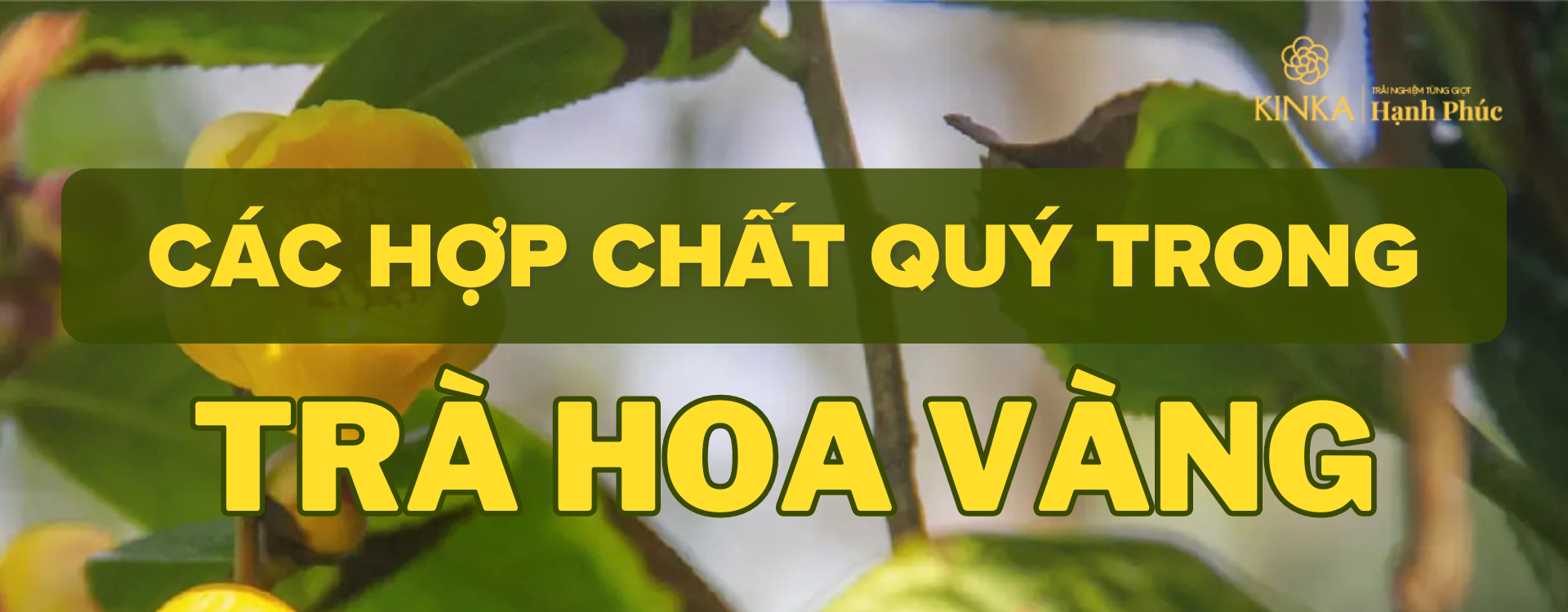 Các hợp chất quý có trong Trà Hoa Vàng