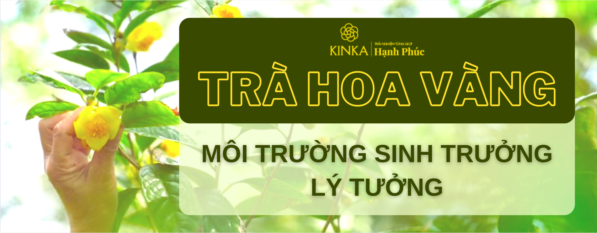 Môi trường sinh trưởng lý tưởng của Trà Hoa Vàng