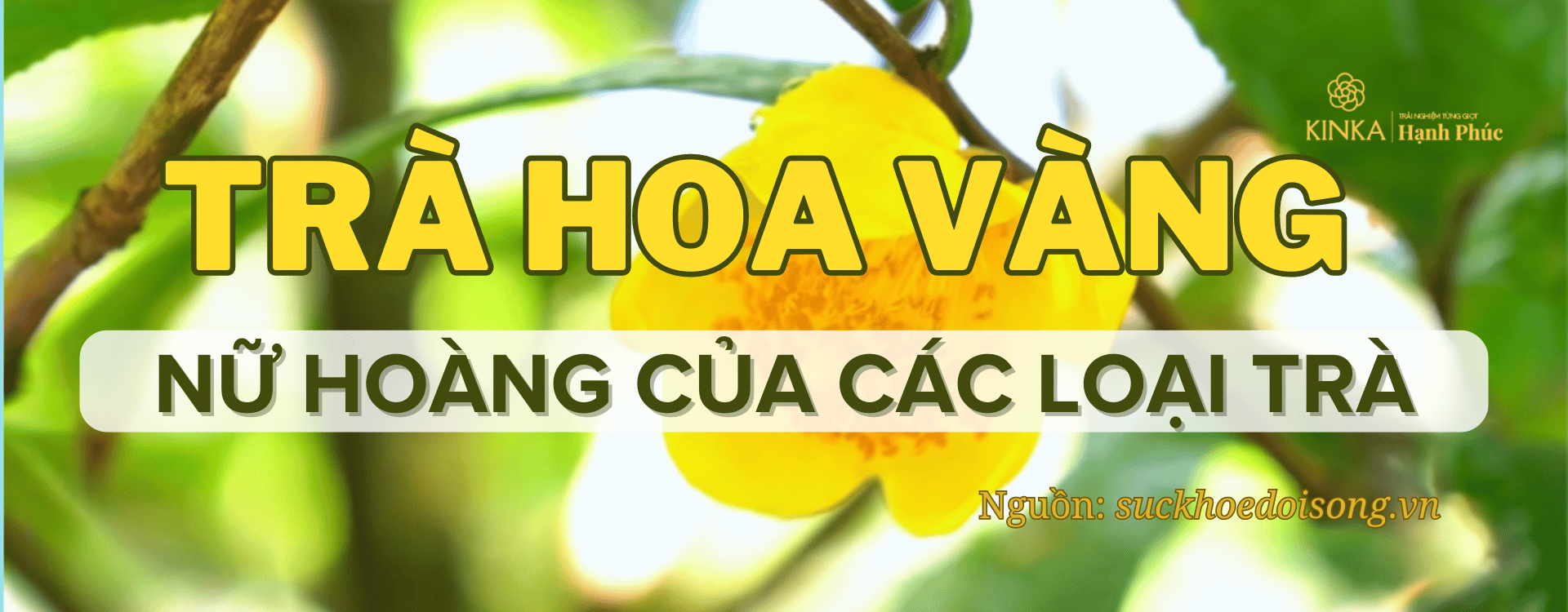 Trà hoa vàng – Nữ hoàng của các loại trà và công dụng không phải ai cũng biết