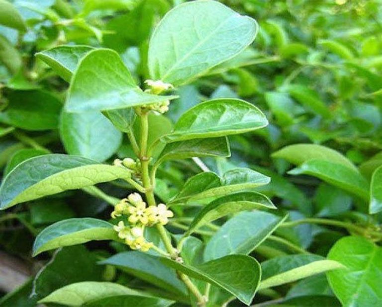 Trà dây thìa canh – 14 ngày uống trà dây thìa canh, đường huyết ổn định bất ngờ.