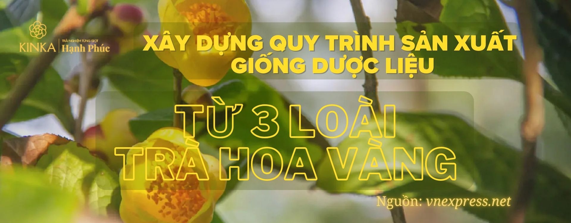Xây dựng quy trình sản xuất giống dược liệu từ 3 loài trà hoa vàng
